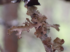 Tuckermanopsis chlorophylla