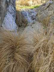 Muhlenbergia rigens