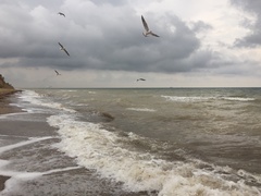 Chroicocephalus ridibundus