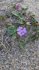 Abronia villosa