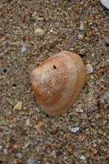 Meretrix