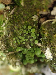 Peltigera venosa