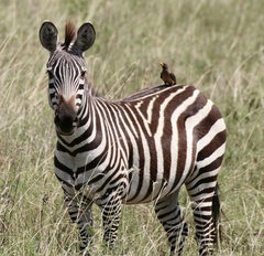 Equus quagga