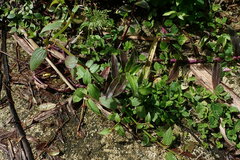 Tripogandra serrulata