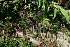 Tripogandra serrulata