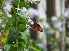 Danaus eresimus