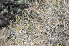 Bebbia juncea aspera