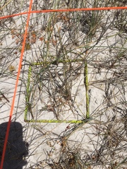 Ehrharta villosa