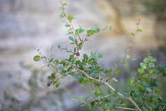 Prunus fremontii