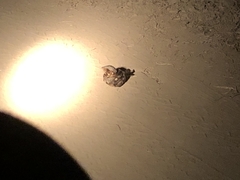 Caprimulgidae