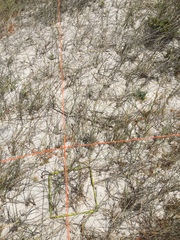 Ehrharta villosa