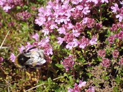 Thymus serpyllum