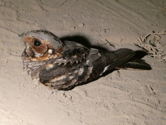Caprimulgidae