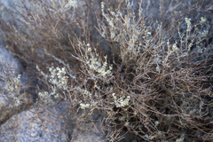Eriogonum wrightii nodosum