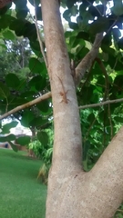 Anolis