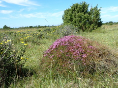 Thymus serpyllum
