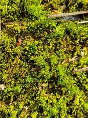 Pseudocrossidium hornschuchianum