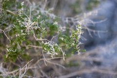 Galium stellatum