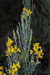 Cytisus osyrioides image