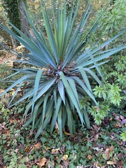 Yucca gloriosa