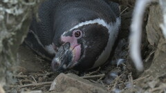 Spheniscus humboldti