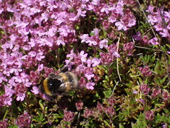 Thymus serpyllum