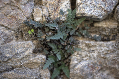 Myriopteris parryi
