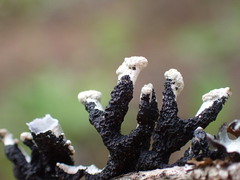 Hypogymnia tubulosa