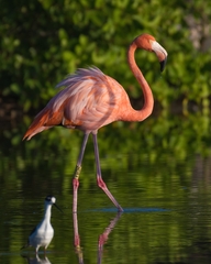 Phoenicopterus ruber