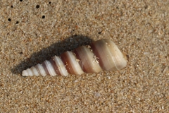 Turritellinella tricarinata