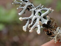 Hypogymnia tubulosa