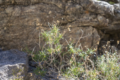 Pleurocoronis pluriseta