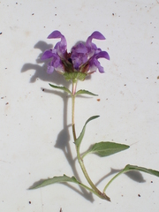 Prunella grandiflora