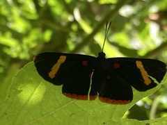 Melanis electron