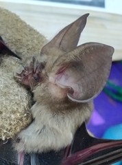 Hipposideros jonesi