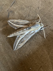 Hippotion celerio
