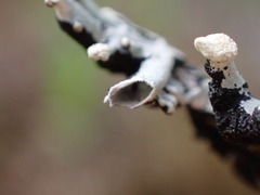 Hypogymnia tubulosa