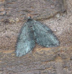 Epirrita dilutata