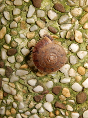 Plectotropis mackensii