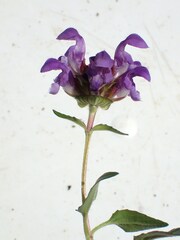 Prunella grandiflora