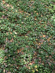 Hedera helix