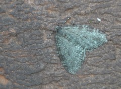 Epirrita dilutata