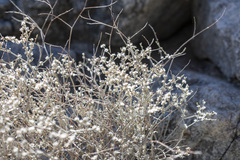 Eriogonum wrightii nodosum