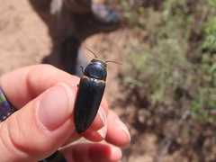 Hippomelas sphenicus
