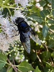 Copestylum violaceum