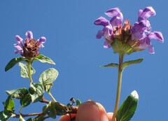 Prunella grandiflora