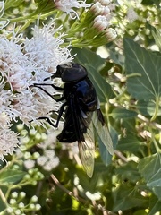 Copestylum violaceum
