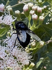 Copestylum violaceum
