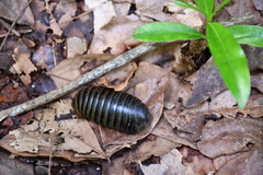 Arthrosphaera
