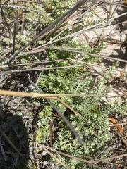 Eriocephalus racemosus